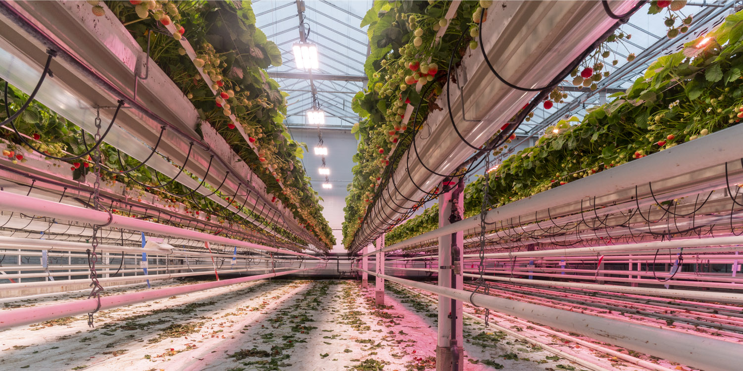 Horticulture Lighting in Greenhouse